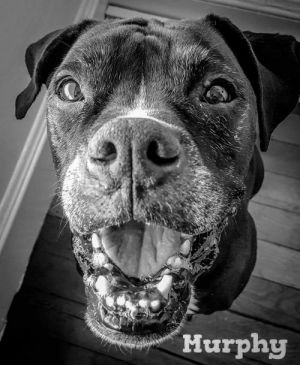 . Murphy .