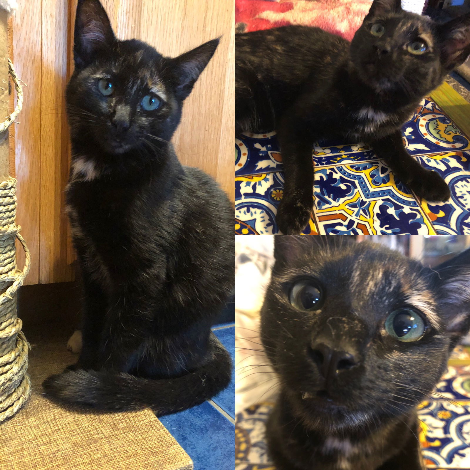 Twixxie, an adoptable Domestic Short Hair in Phoenix, AZ, 85023 | Photo Image 1