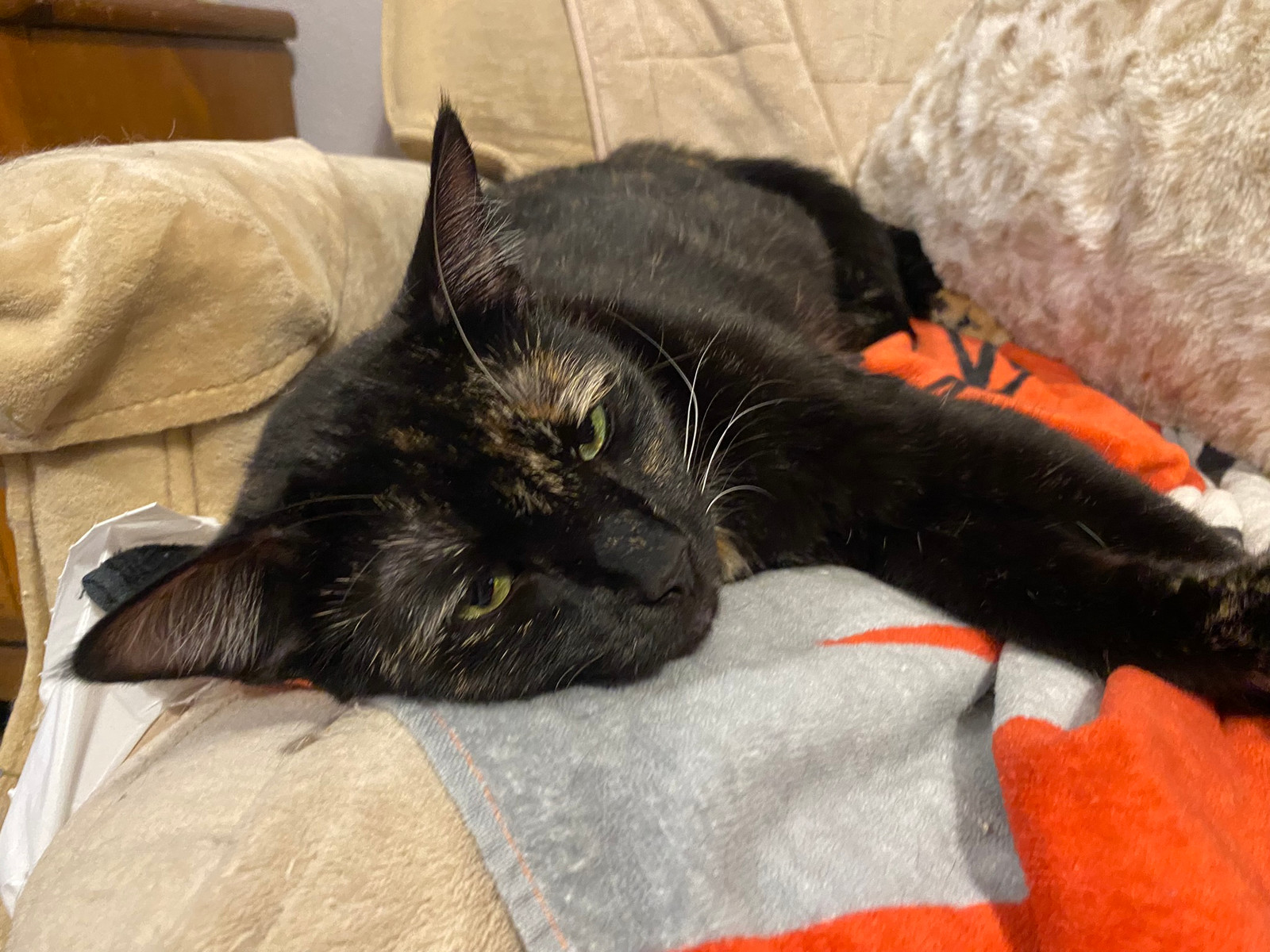 Twixxie, an adoptable Domestic Short Hair in Phoenix, AZ, 85023 | Photo Image 2