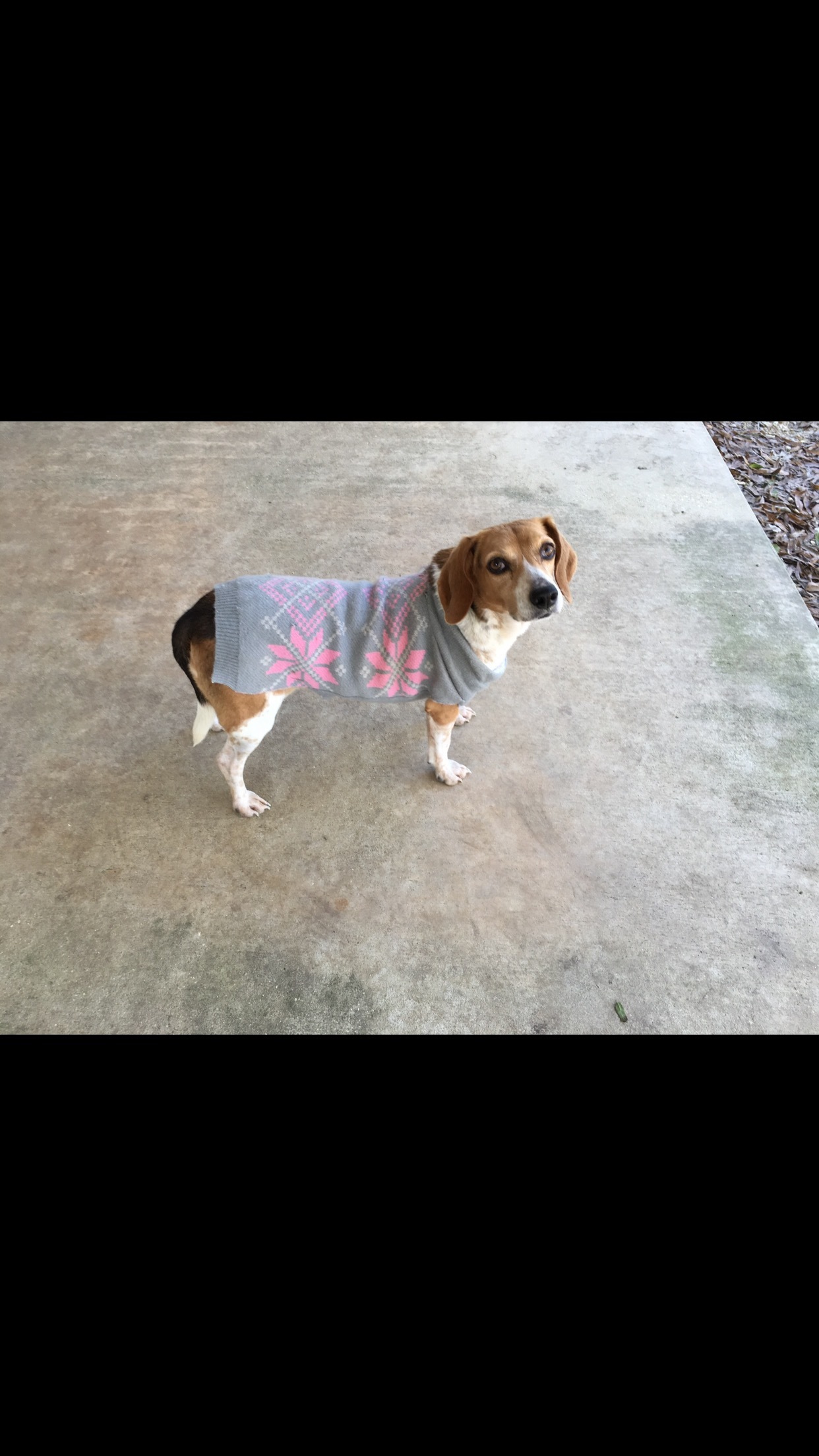 Marlo, an adoptable Beagle in Baton Rouge, LA, 70814 | Photo Image 2