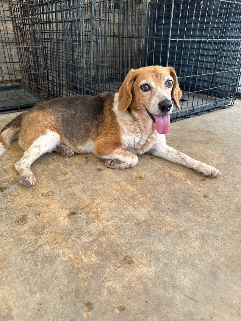 Marlo, an adoptable Beagle in Baton Rouge, LA, 70814 | Photo Image 1