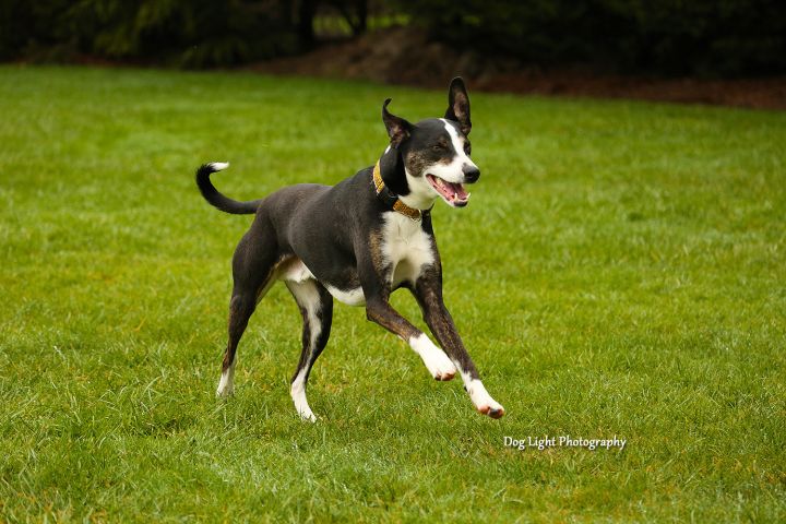 Dog for adoption - Andy, a Whippet & Border Collie Mix in Sequim, WA