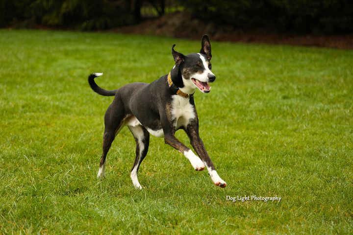 Dog for adoption - Andy, a Whippet & Border Collie Mix in Sequim, WA