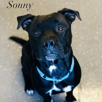 Sonny, an adoptable Pit Bull Terrier in Valparaiso, IN, 46385 | Photo Image 1