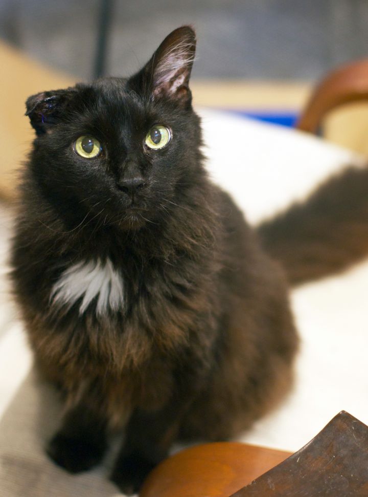 Cat For Adoption Lennox A Domestic Long Hair Domestic Medium