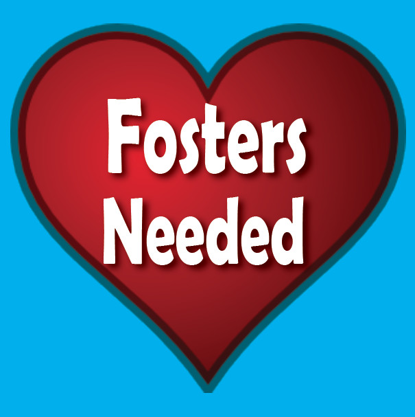 Fosters Needed