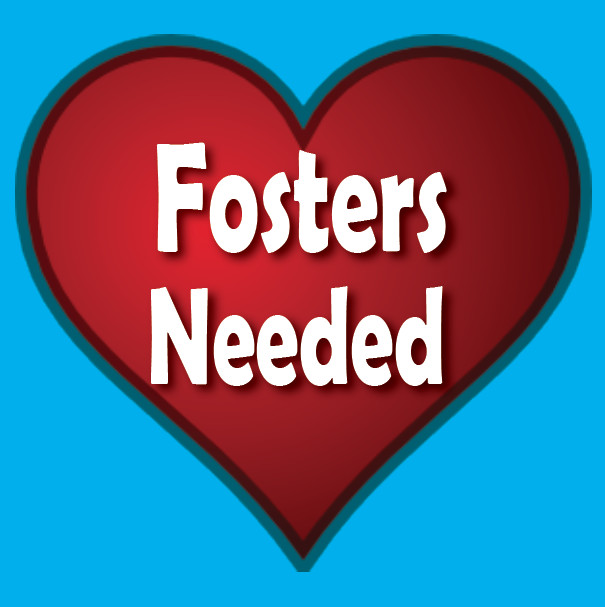Fosters Needed 1