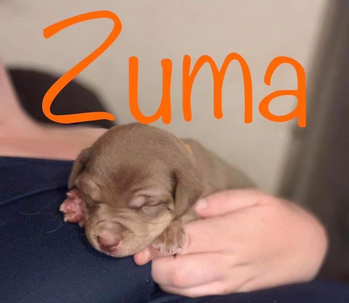 Zuma 2