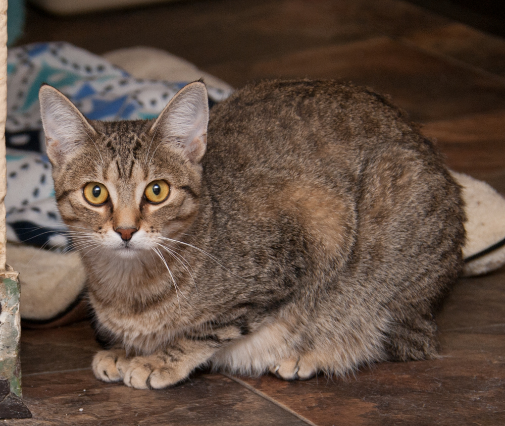 Spangle, an adoptable Tabby in Westminster, CO, 80031 | Photo Image 1