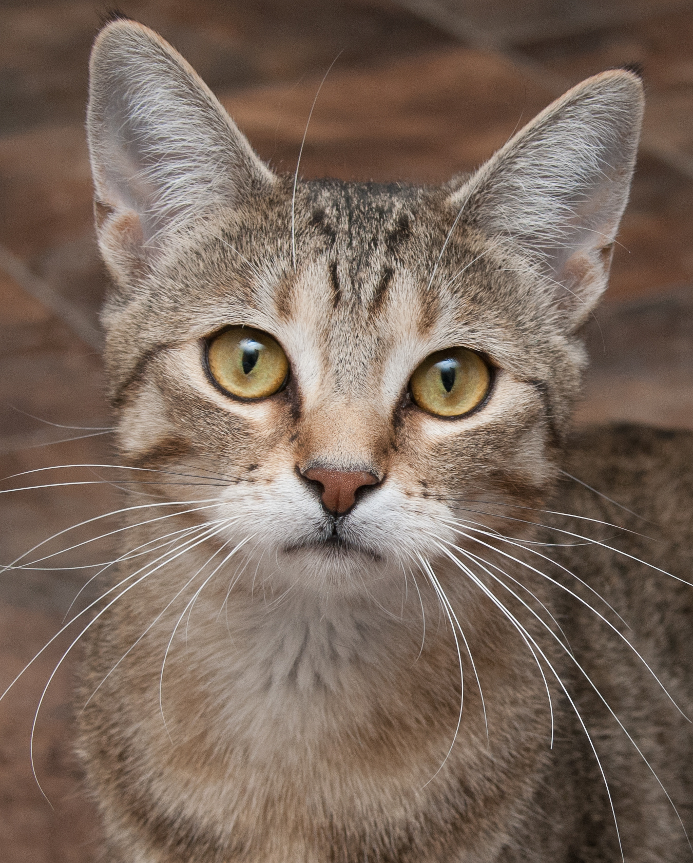 Spangle, an adoptable Tabby in Westminster, CO, 80031 | Photo Image 3