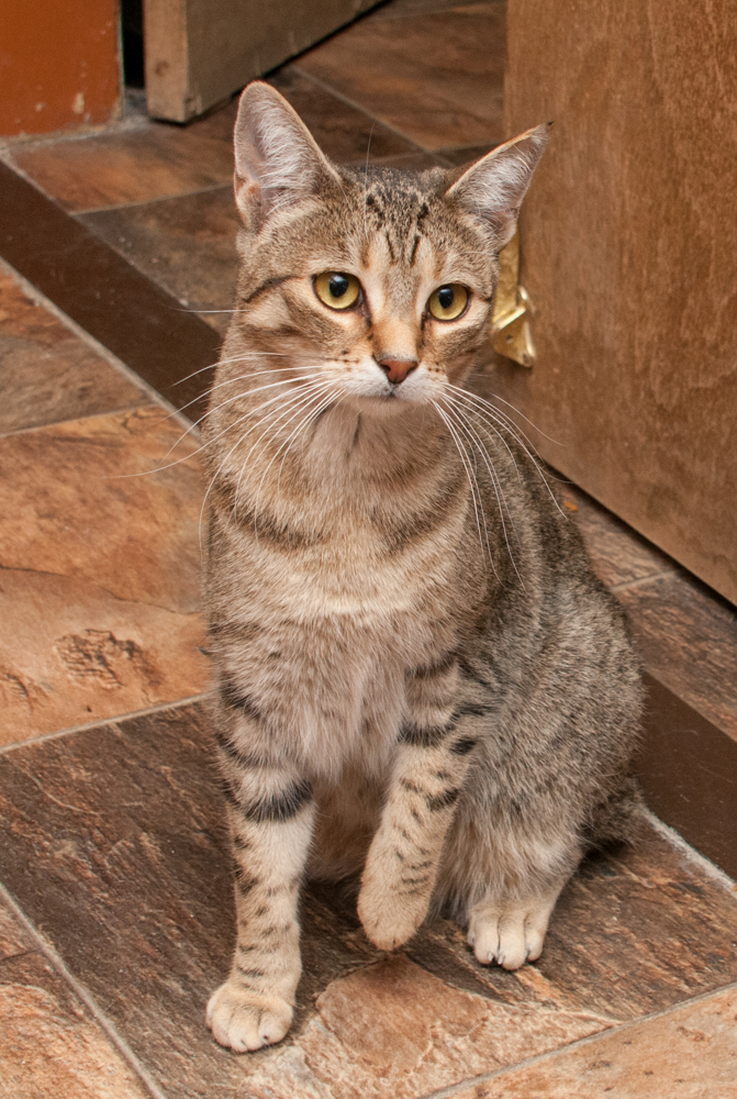 Spangle, an adoptable Tabby in Westminster, CO, 80031 | Photo Image 4