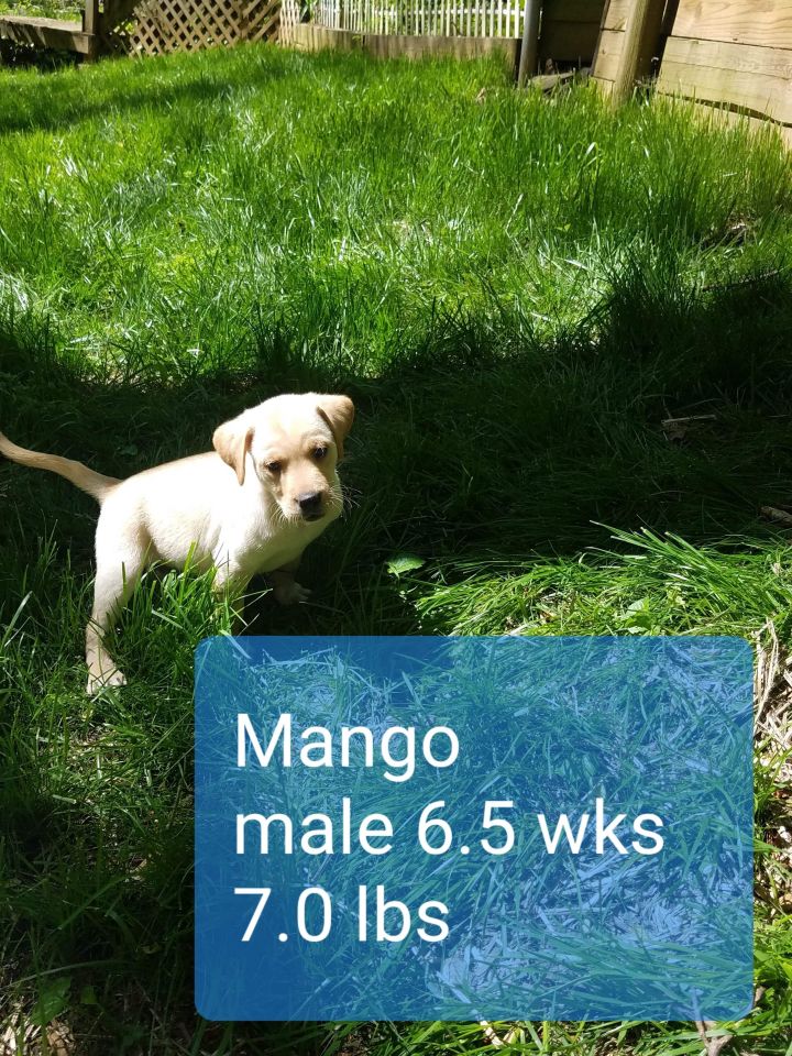 Mango 4
