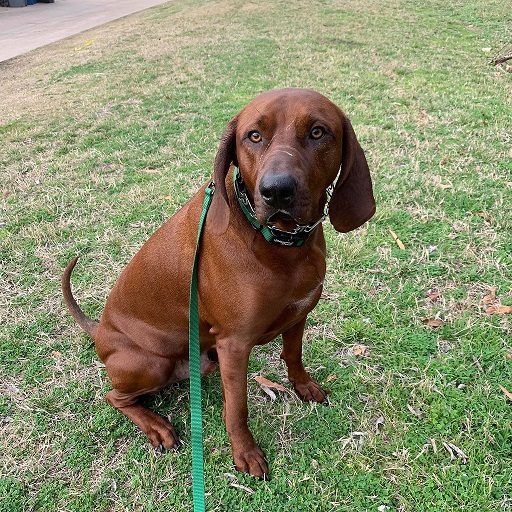 Image result for redbone coonhound