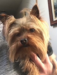 Dog For Adoption Otis A Yorkshire Terrier In Omaha Ne