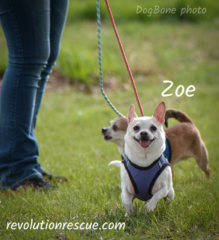 Zoe 3