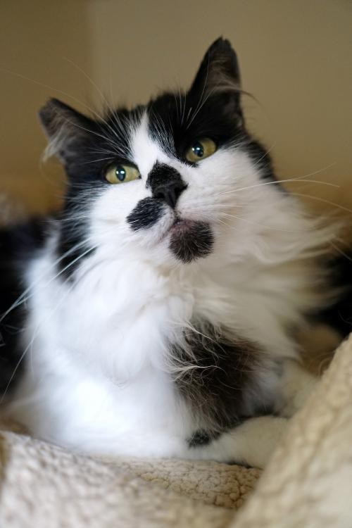 Cat For Adoption Tipsy A Domestic Medium Hair Mix In Los