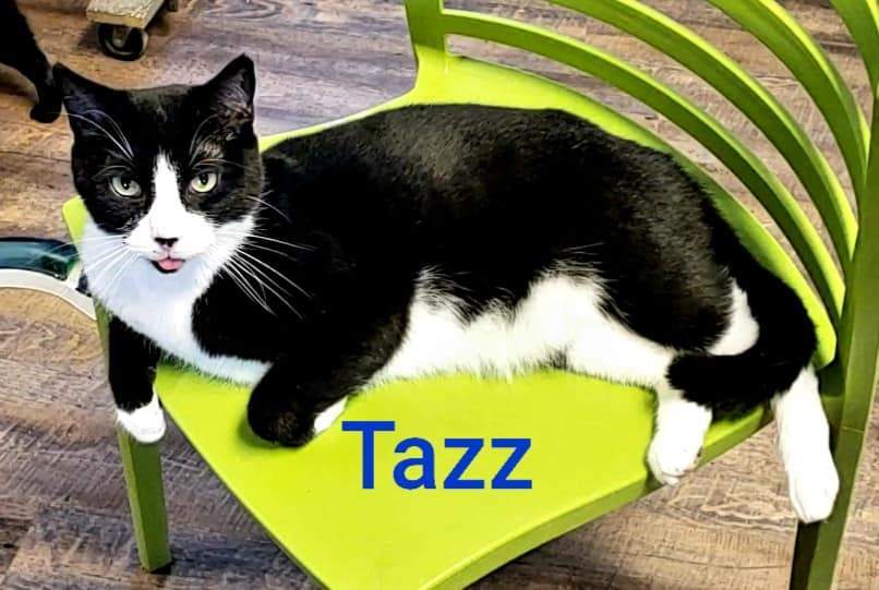 Tazz, an adoptable Domestic Short Hair, Tuxedo in Macon, GA, 31220 | Photo Image 3