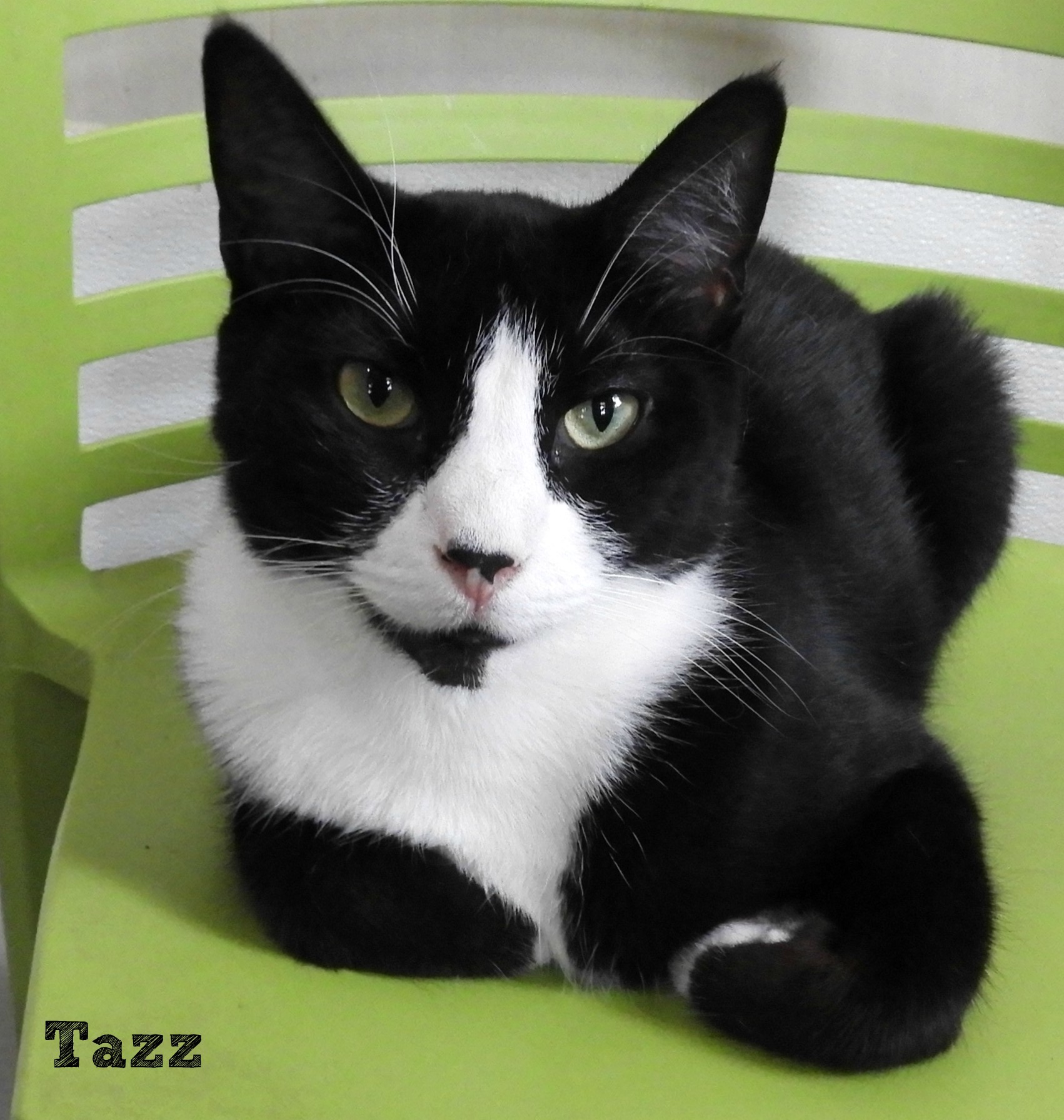 Tazz, an adoptable Domestic Short Hair, Tuxedo in Macon, GA, 31220 | Photo Image 5