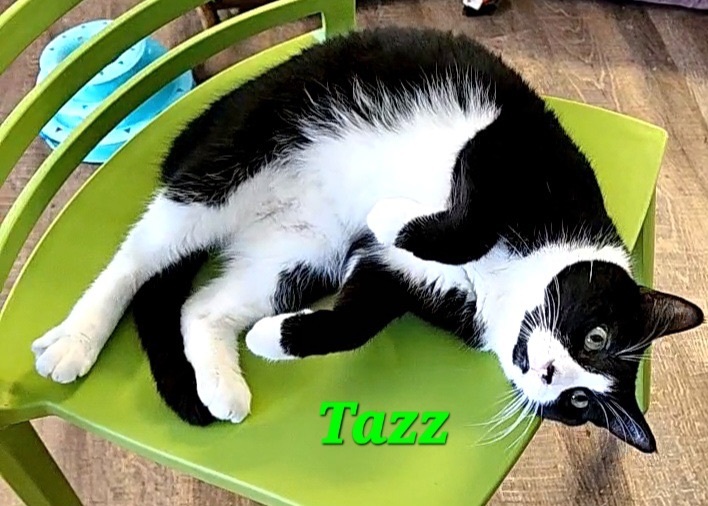 Tazz, an adoptable Domestic Short Hair, Tuxedo in Macon, GA, 31220 | Photo Image 1