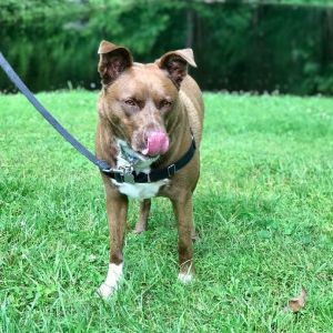 Photo of Zorro