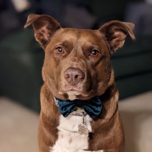 Photo of DOG OF THE MONTH!