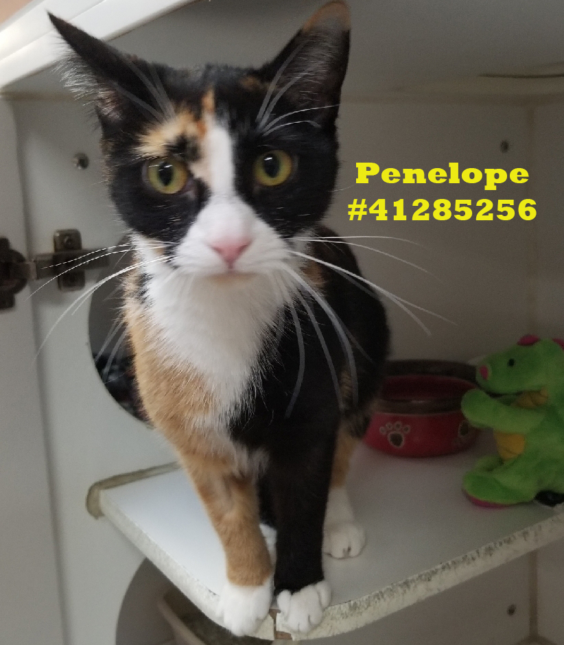 Penelope detail page
