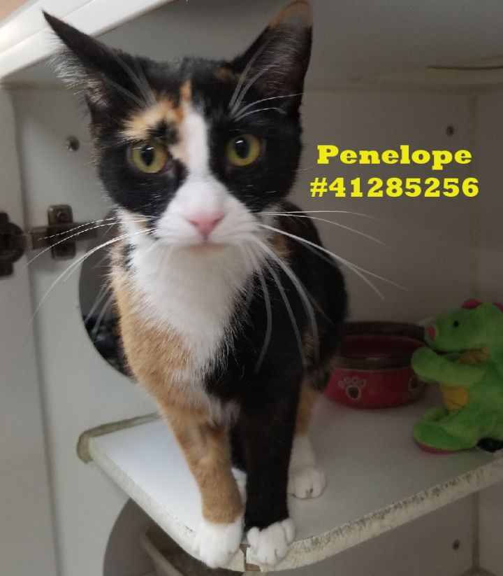 Penelope 1