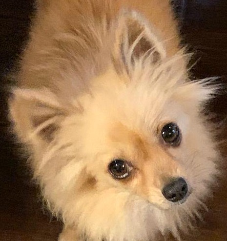 Dog For Adoption Darci Longhair Chi A Chihuahua Mix In Abilene