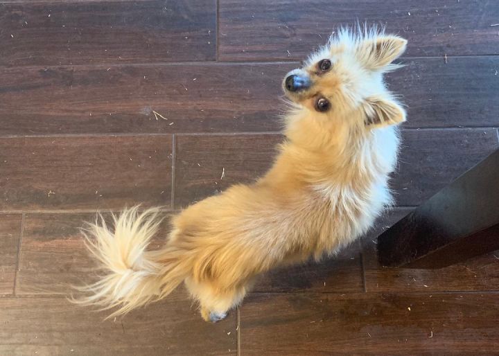 Dog For Adoption Darci Longhair Chi A Chihuahua Mix In Abilene