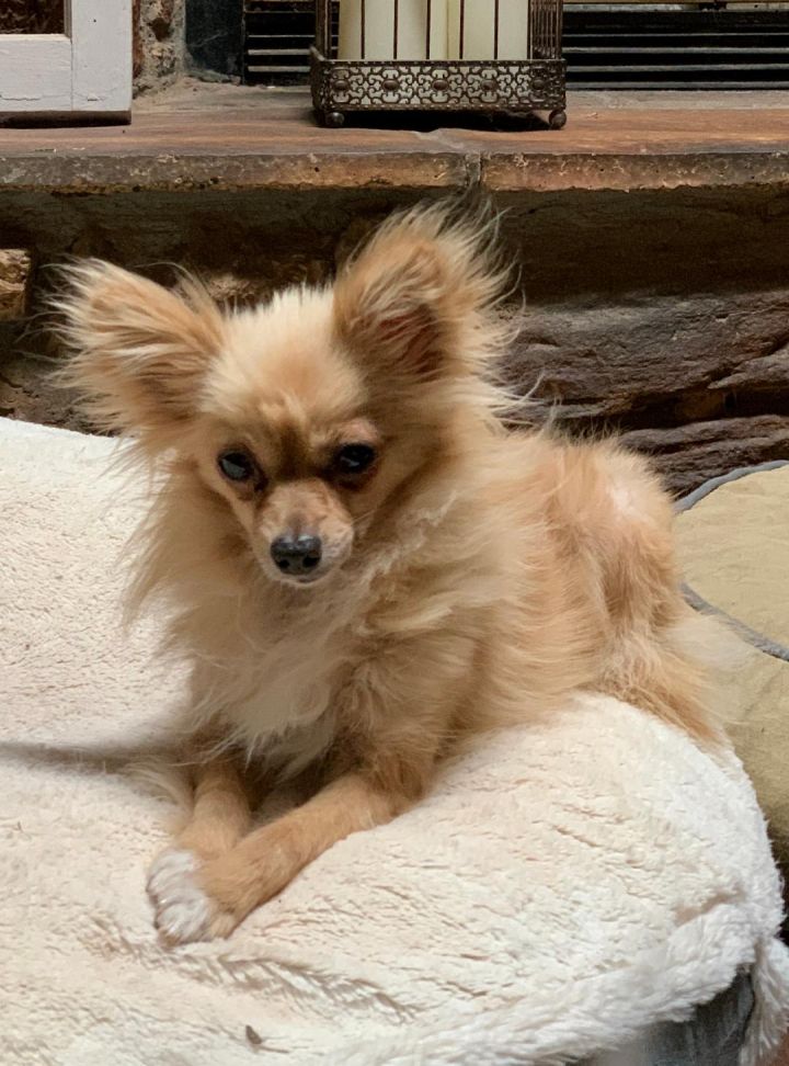 Dog For Adoption Darci Longhair Chi A Chihuahua Mix In Abilene