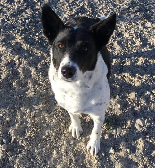 Dog For Adoption Paige 95 A Border Collie Australian