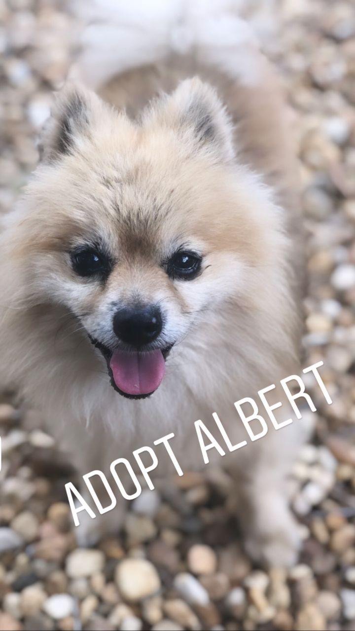 Albert 3