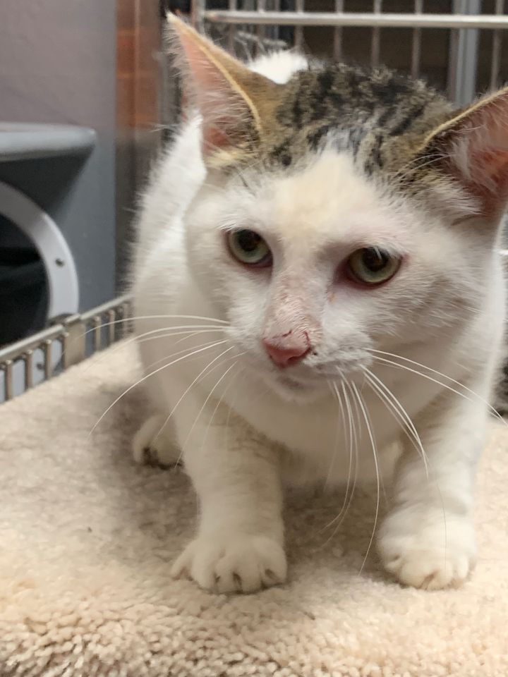 Cat For Adoption Lulu A Turkish Van Domestic Short Hair Mix