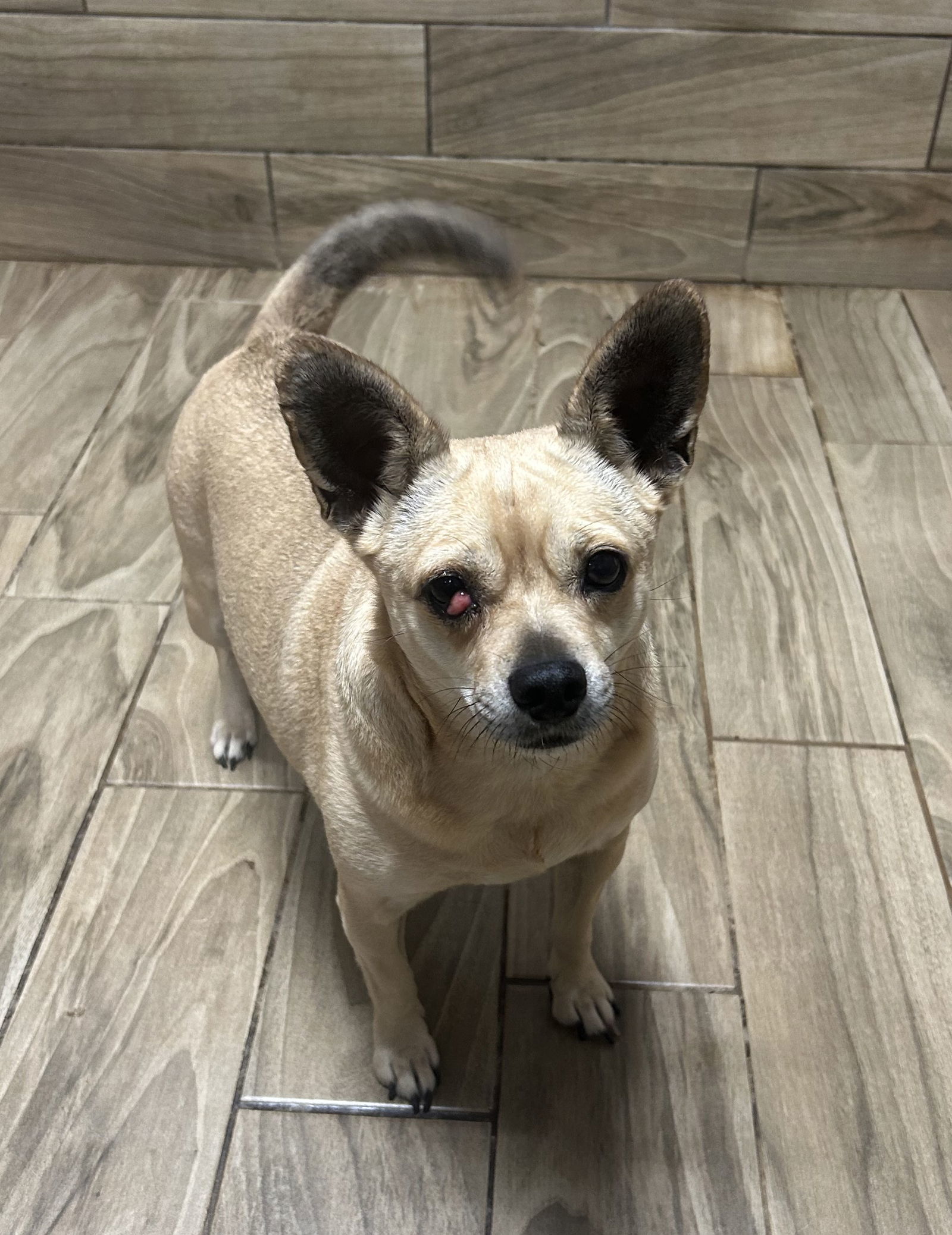 Popcorn, an adoptable Chihuahua in Pipe Creek, TX, 78063 | Photo Image 1