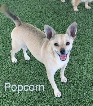 Popcorn, Adult Male unknown