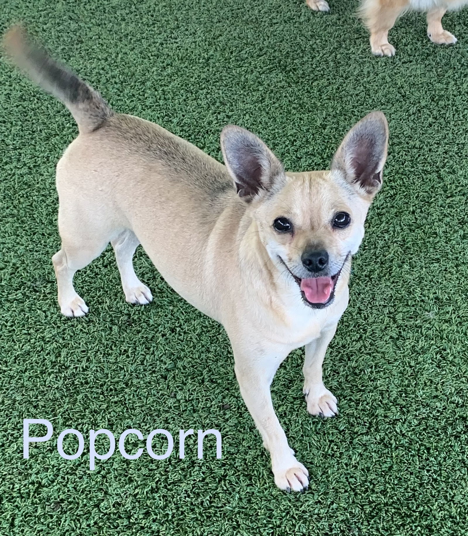 Popcorn, an adoptable Chihuahua in Pipe Creek, TX, 78063 | Photo Image 1