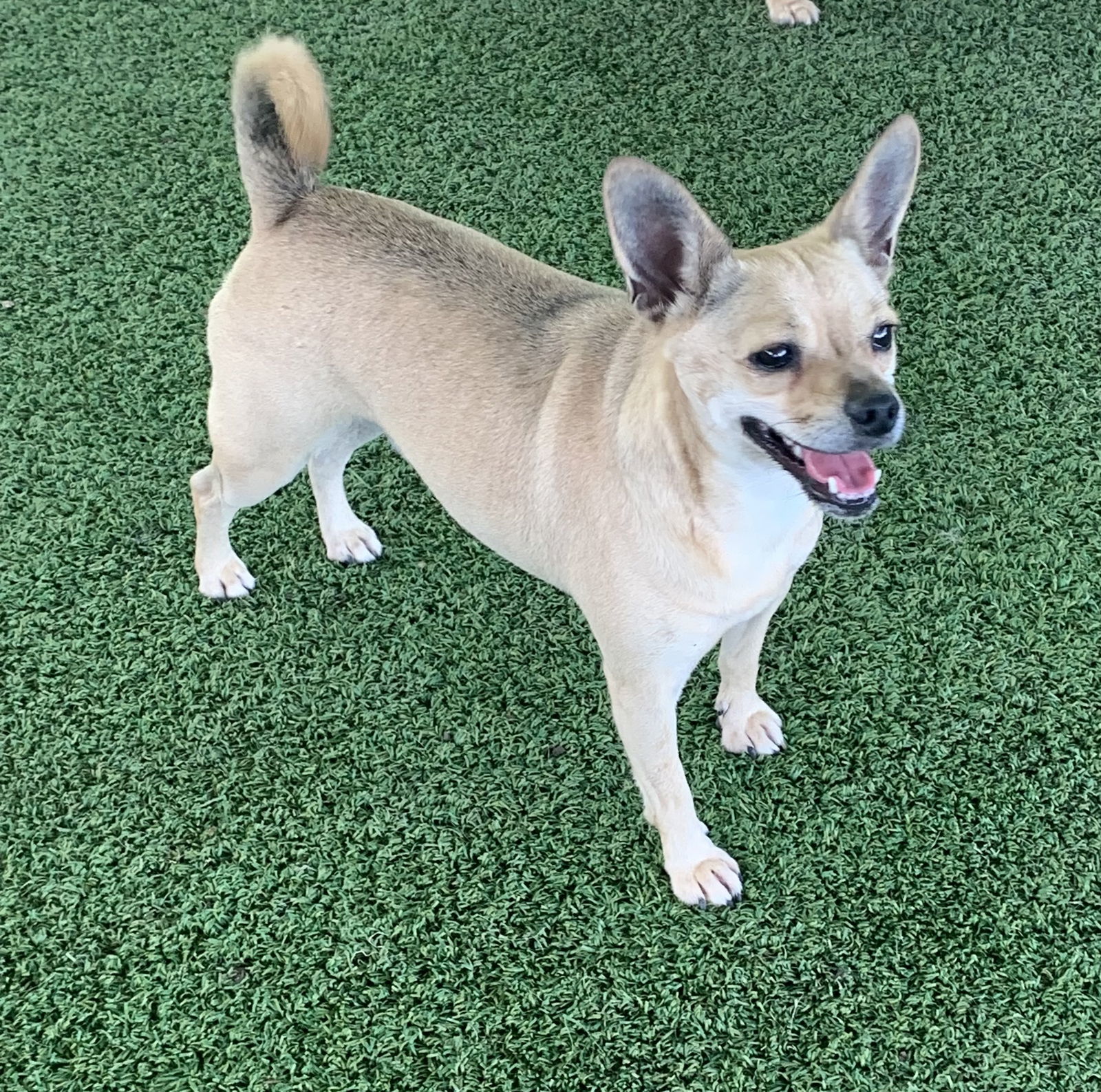 Popcorn, an adoptable Chihuahua in Pipe Creek, TX, 78063 | Photo Image 2