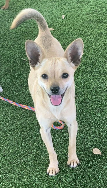 Popcorn, an adoptable Chihuahua in Pipe Creek, TX, 78063 | Photo Image 3