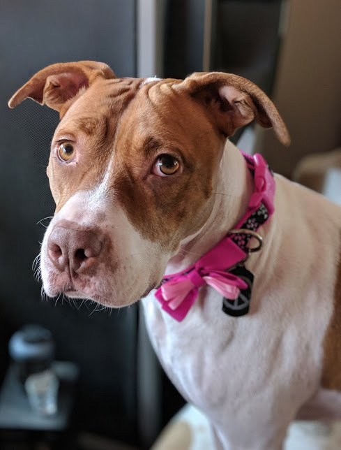 Ginger, an adoptable American Staffordshire Terrier in Auburn, CA, 95603 | Photo Image 2