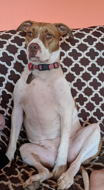 Ginger, an adoptable American Staffordshire Terrier in Auburn, CA, 95603 | Photo Image 3