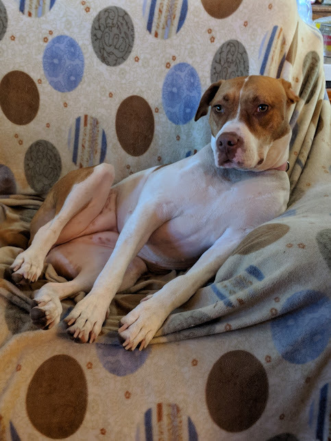 Ginger, an adoptable American Staffordshire Terrier in Auburn, CA, 95603 | Photo Image 4