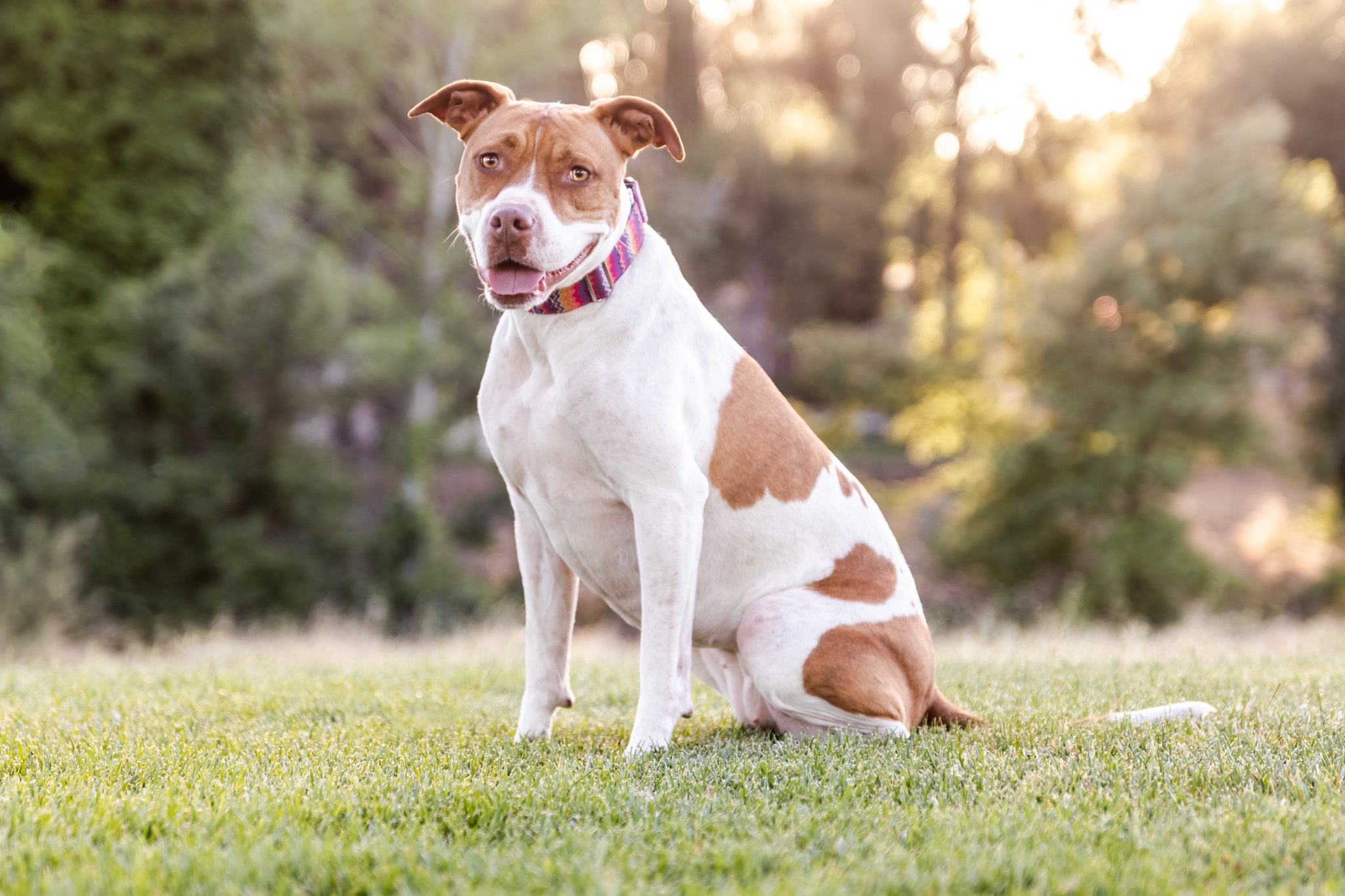Ginger, an adoptable American Staffordshire Terrier in Auburn, CA, 95603 | Photo Image 1