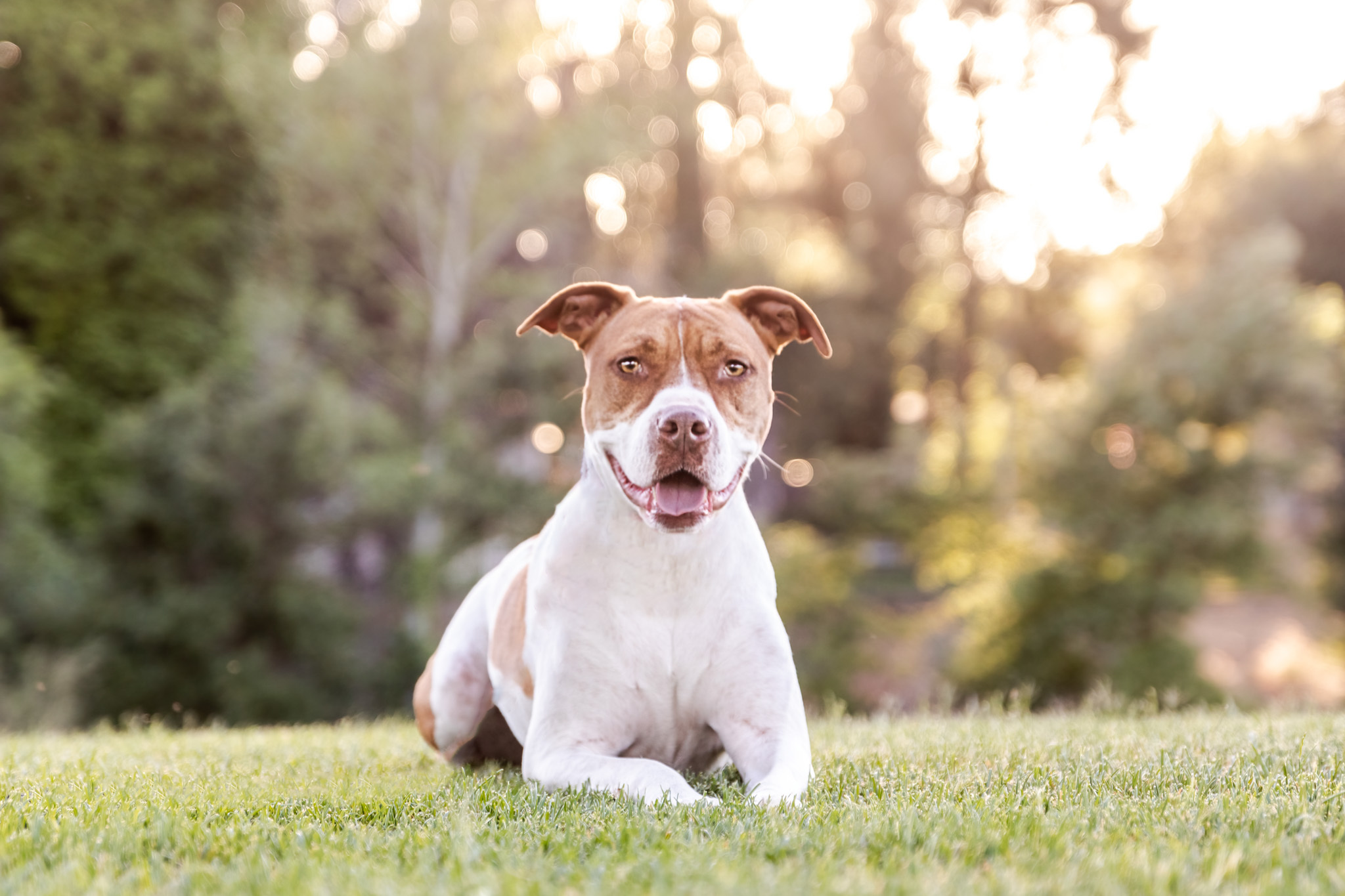 Ginger, an adoptable American Staffordshire Terrier in Auburn, CA, 95603 | Photo Image 5