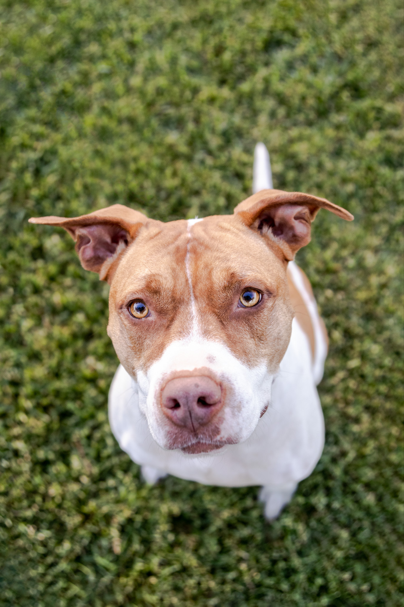 Ginger, an adoptable American Staffordshire Terrier in Auburn, CA, 95603 | Photo Image 6