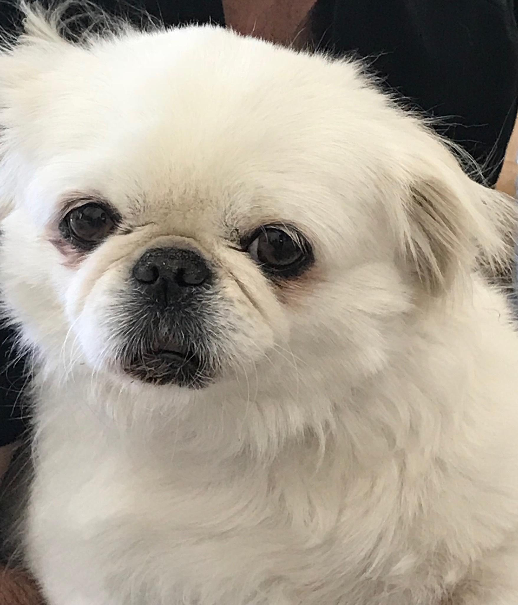 Annie, an adoptable Pekingese in Simi Valley, CA, 93065 | Photo Image 2