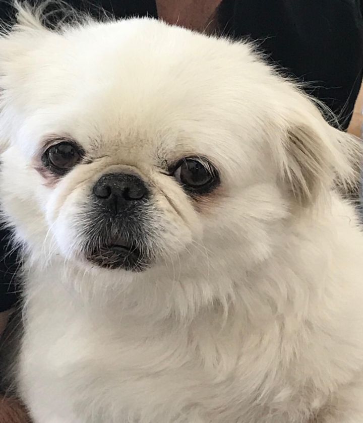 Pekingese for best sale adoption near me