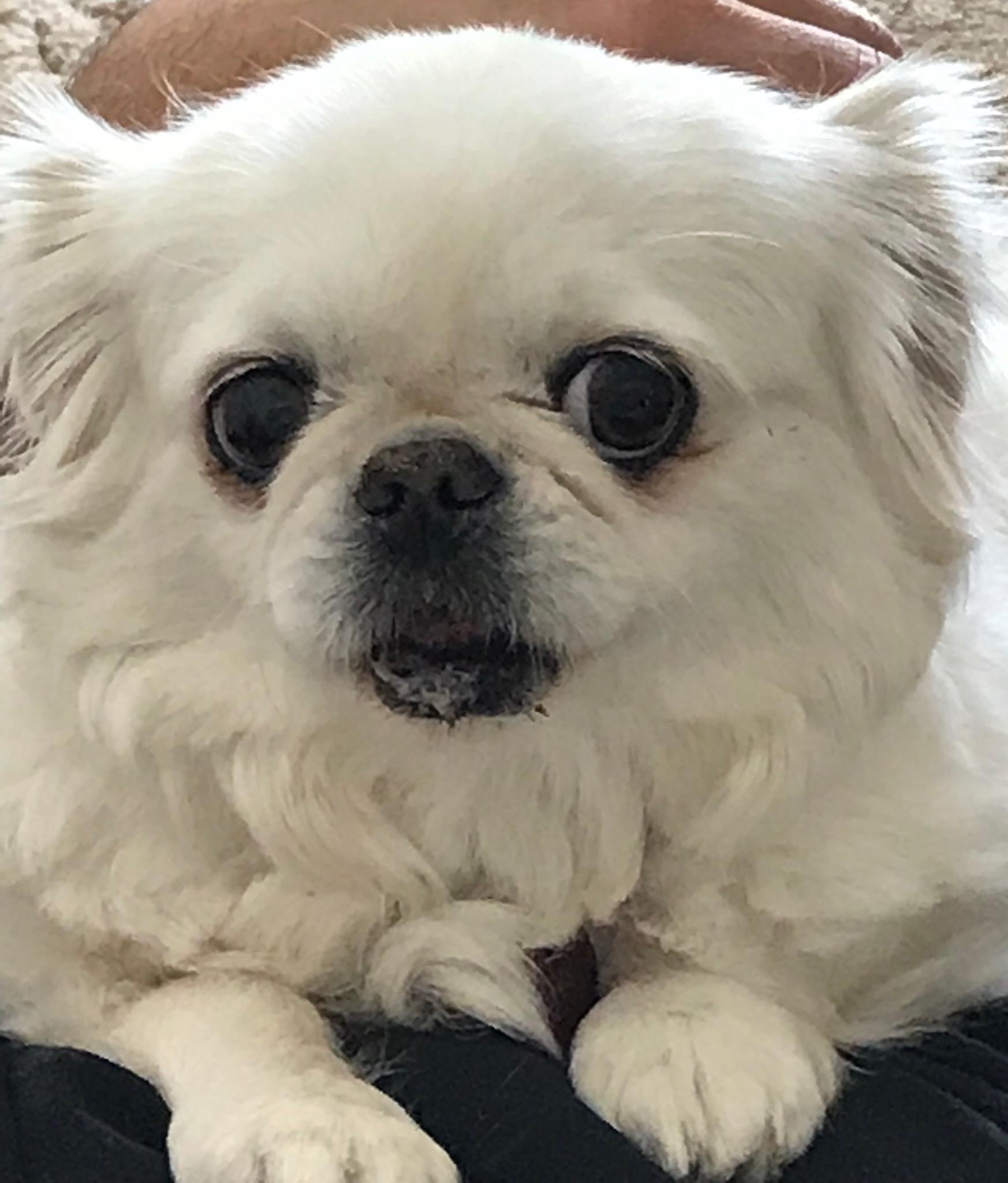Annie, an adoptable Pekingese in Simi Valley, CA, 93065 | Photo Image 3