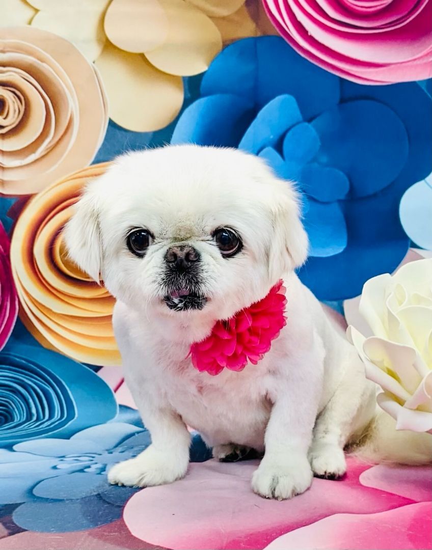 Annie, an adoptable Pekingese in Simi Valley, CA, 93065 | Photo Image 1