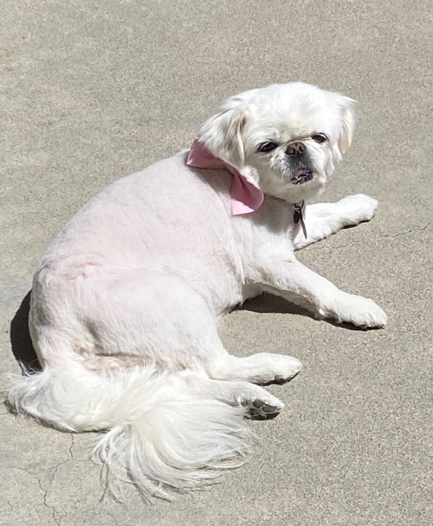 Annie, an adoptable Pekingese in Simi Valley, CA, 93065 | Photo Image 5