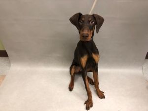 . Mahogany Small NYC Dobie .